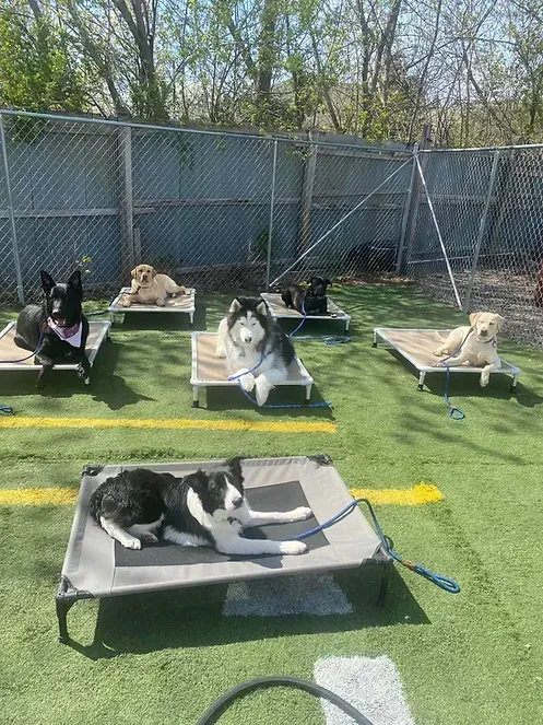 A group of dogs are laying on cots in a yard.