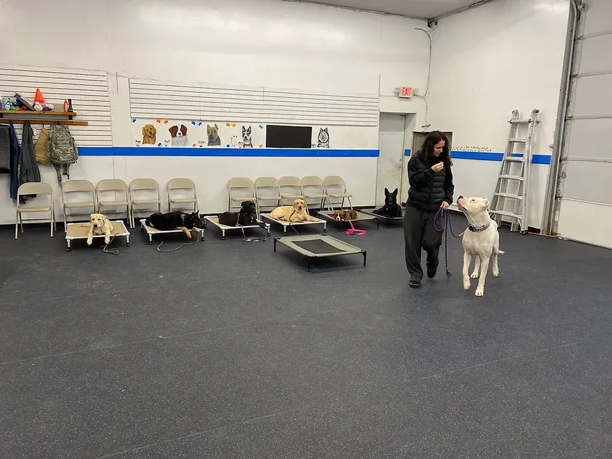 A woman is walking a dog in a large room.