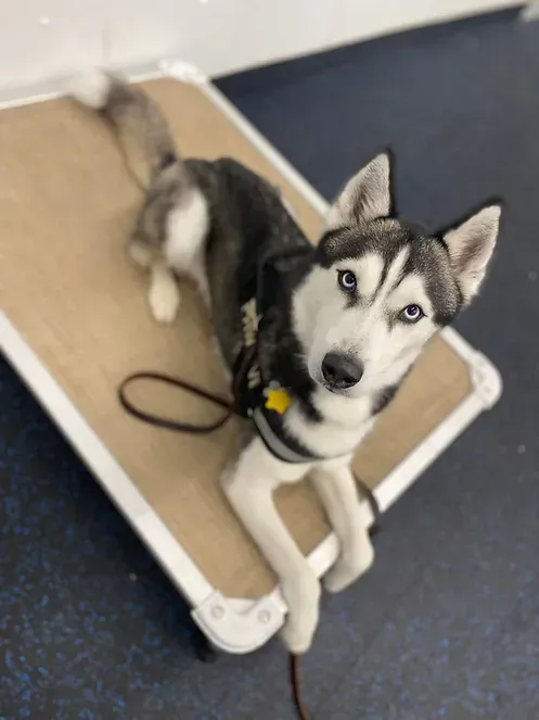 A husky dog is laying on a wooden table and looking at the camera.