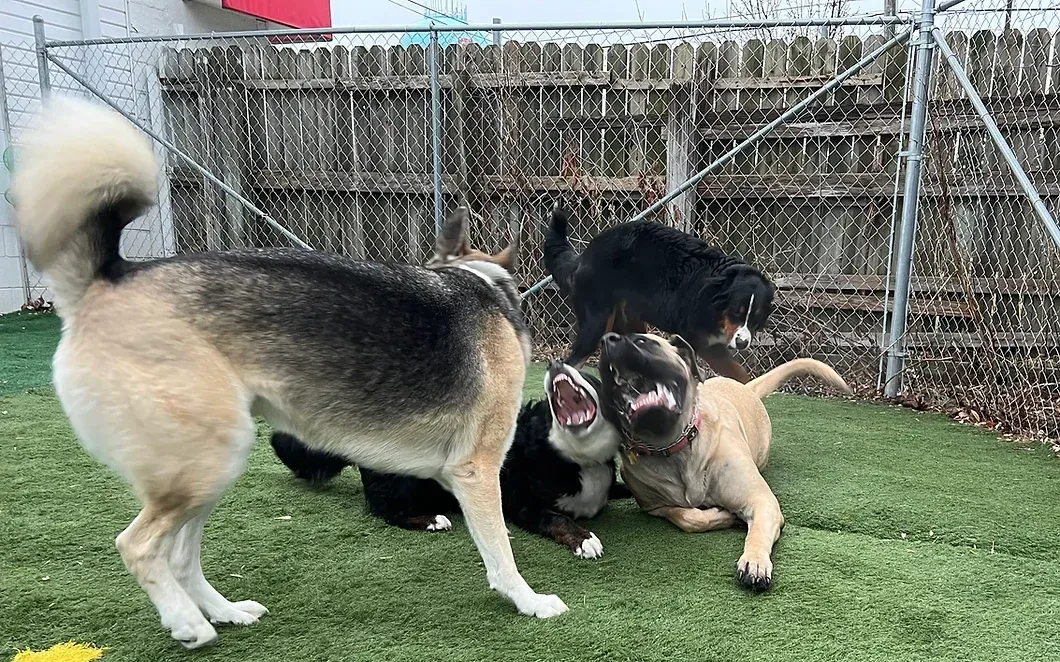 A group of dogs are playing on a lush green field.