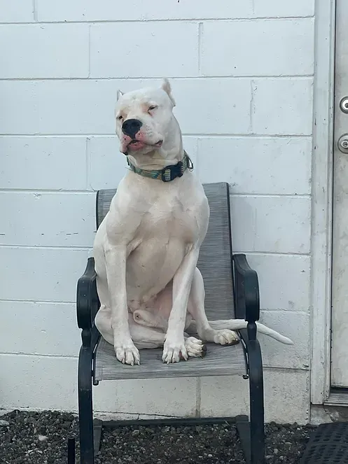 A white dog is sitting on a rocking chair in front of a white brick wall.