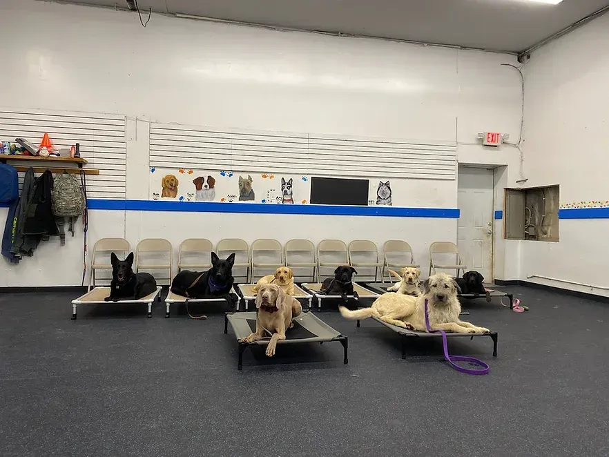 A group of dogs are laying on beds in a room.