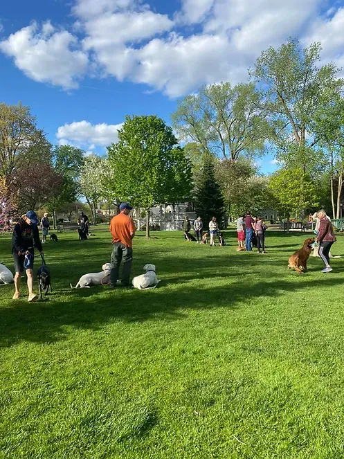A group of people are walking their dogs in a park.