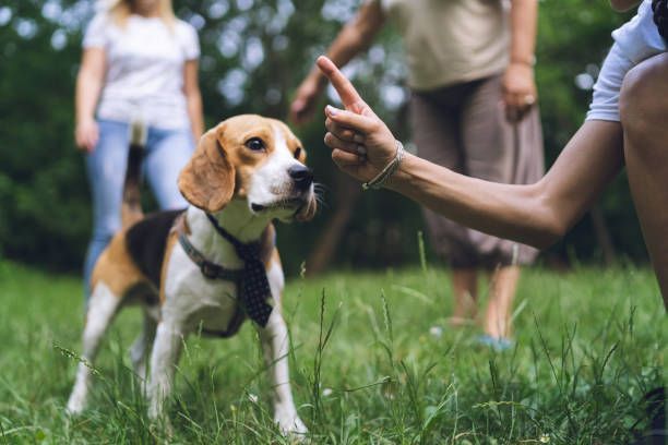 A person is giving a dog a high five in the grass.