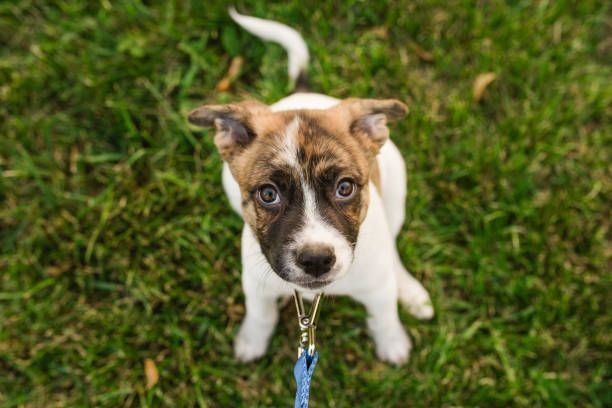 A brown and white puppy is sitting on a leash in the grass.
