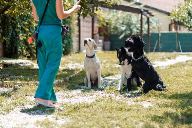 A woman is walking three dogs in a yard.
