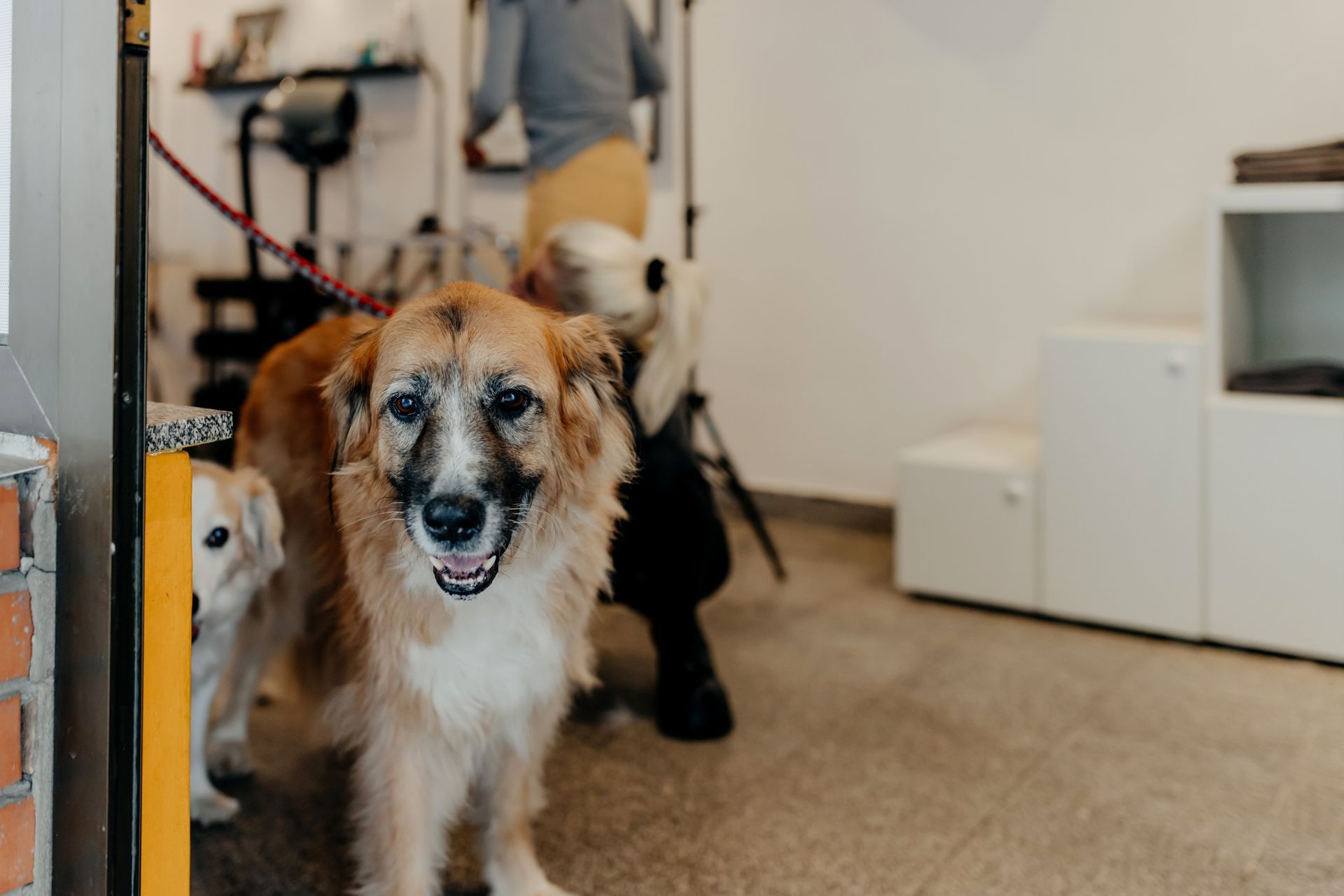 A group of dogs are standing next to each other in a room.