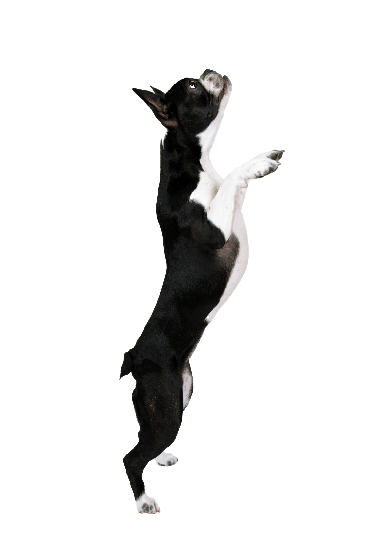 A black and white dog is standing on its hind legs.