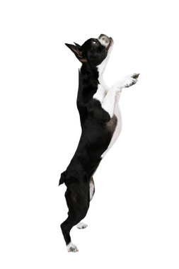 A black and white dog is standing on its hind legs.