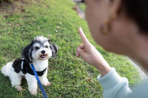 A woman is pointing at a small dog on a leash.