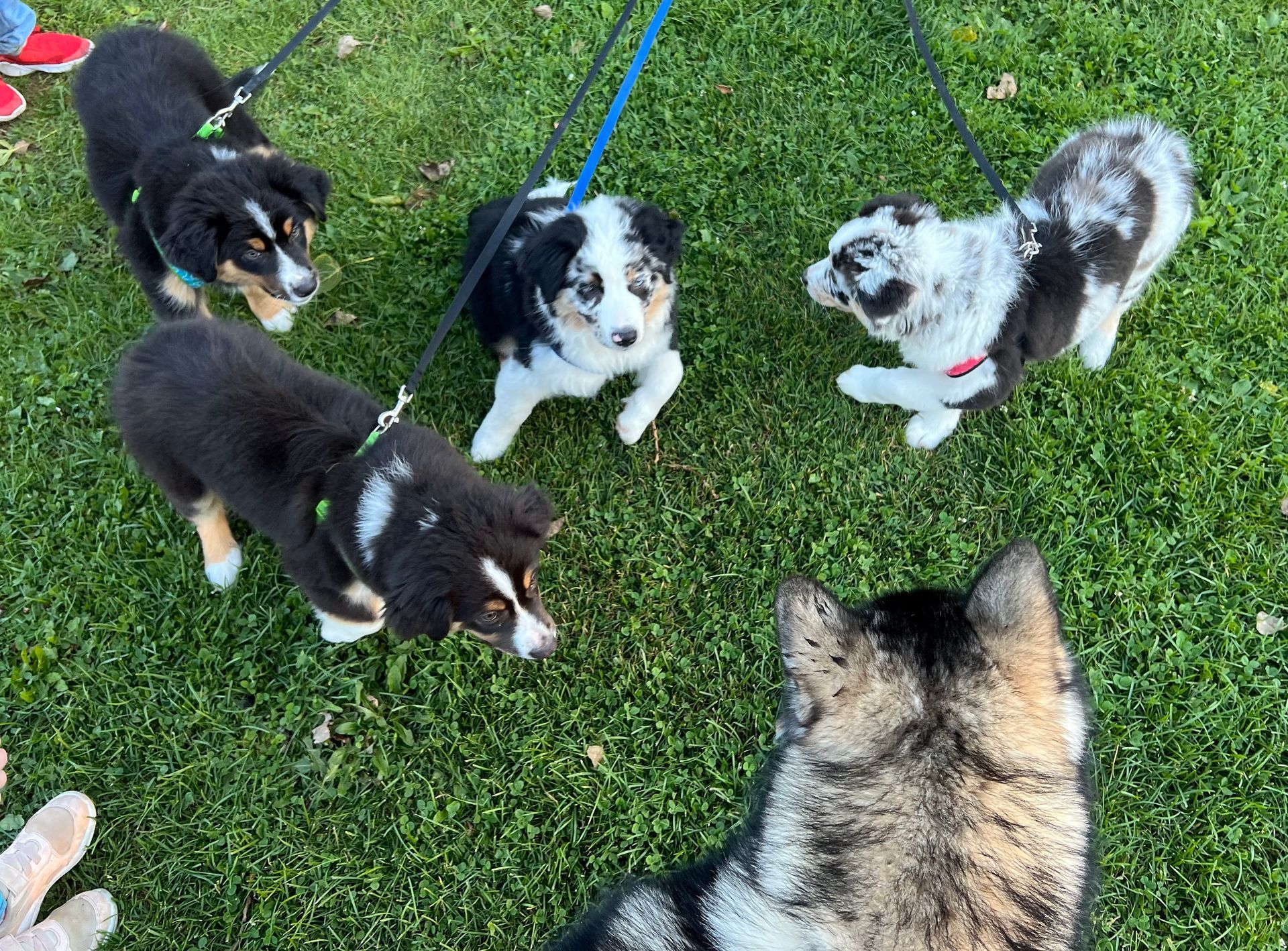 A group of puppies standing on top of a lush green field.