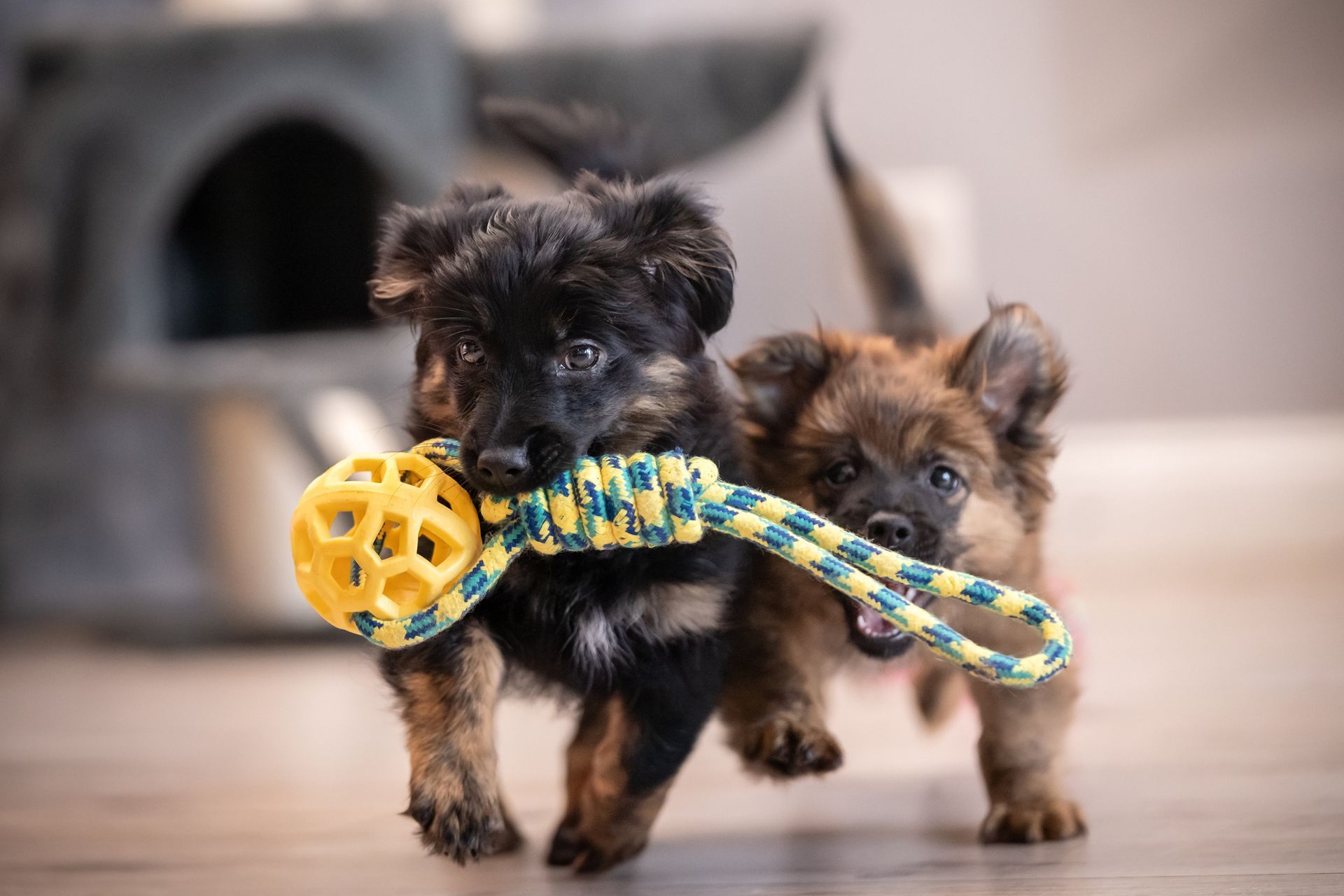 Two german shepherd puppies are running with a toy in their mouths.