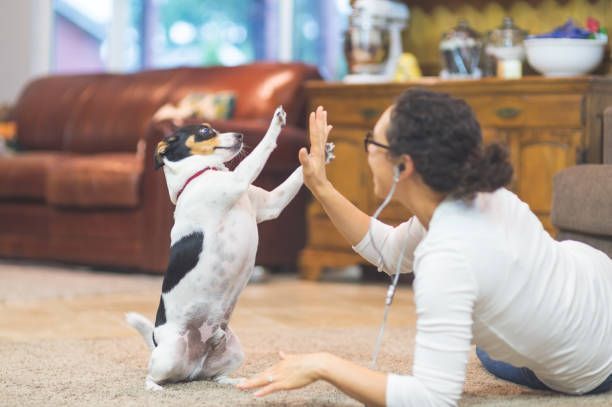 A woman is giving a high five to a dog in a living room.