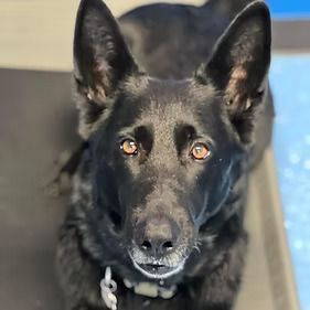 A black german shepherd dog is laying down on a table and looking at the camera.