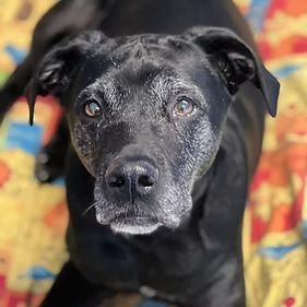 A black dog is laying on a colorful blanket and looking at the camera.