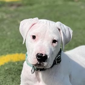 A white dog is laying on the grass and looking at the camera.