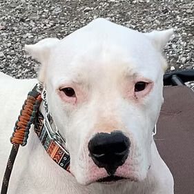 A close up of a white dog wearing a collar and leash.