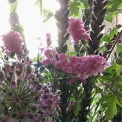 A selection of cut flowers