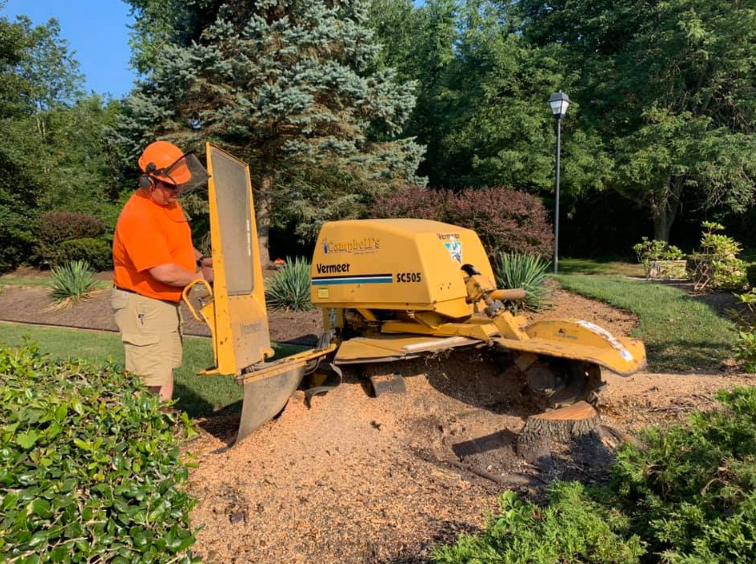 A person uses a stump grinder to remove a tree stump in a landscaped area with trees and bushes.