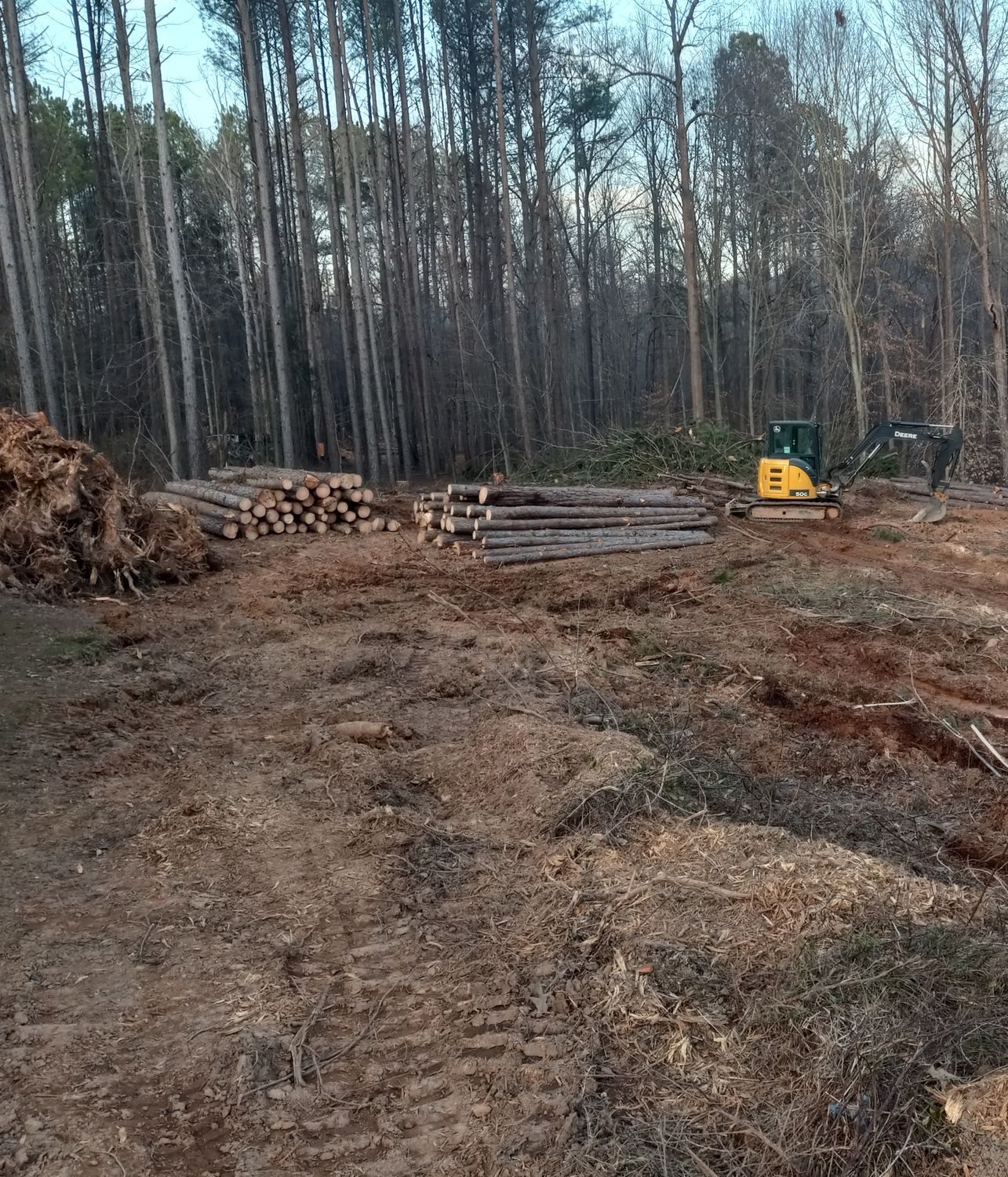 A large pile of logs is sitting in the middle of a forest.