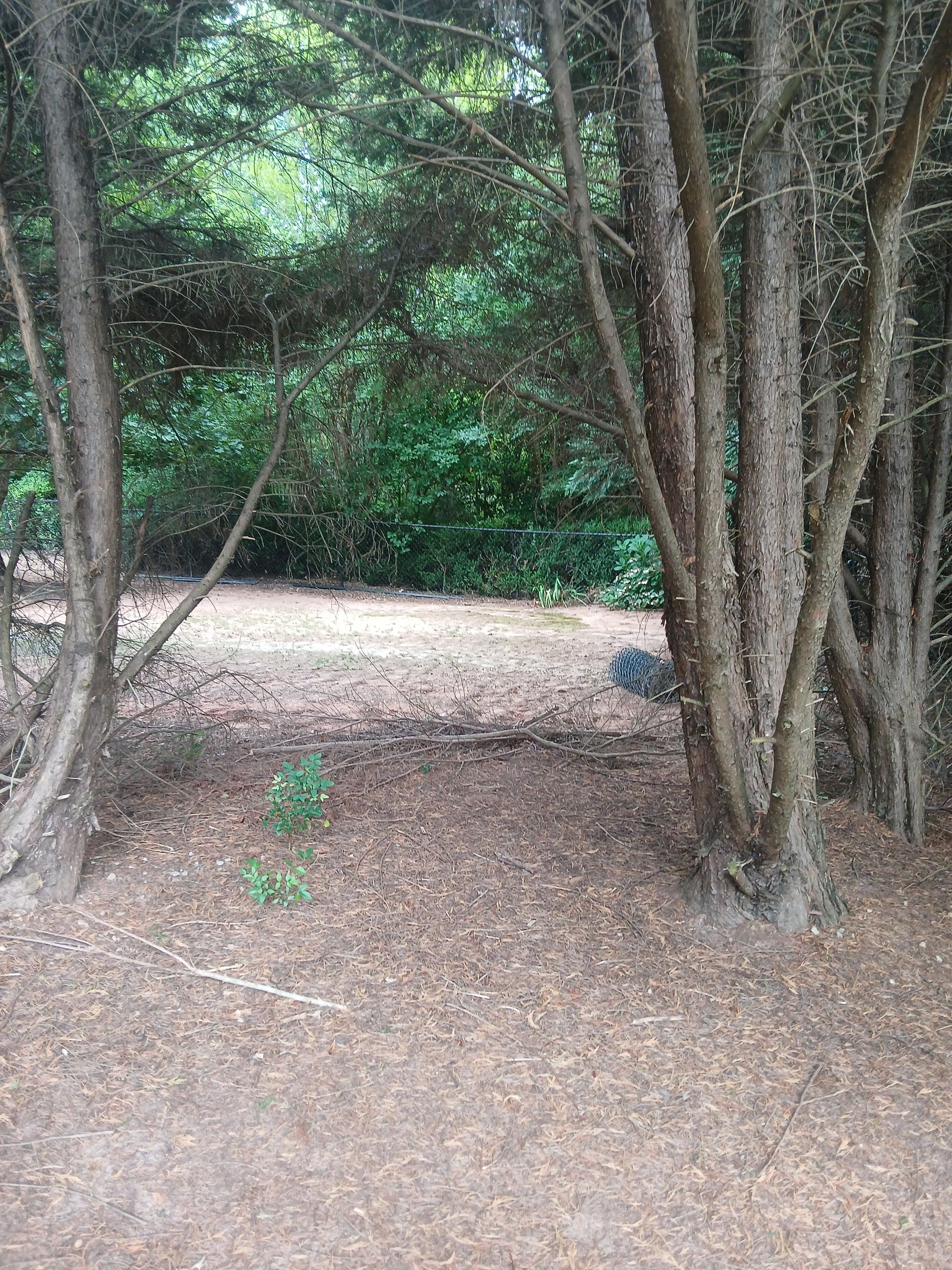 A lush green forest with trees and leaves on the ground.