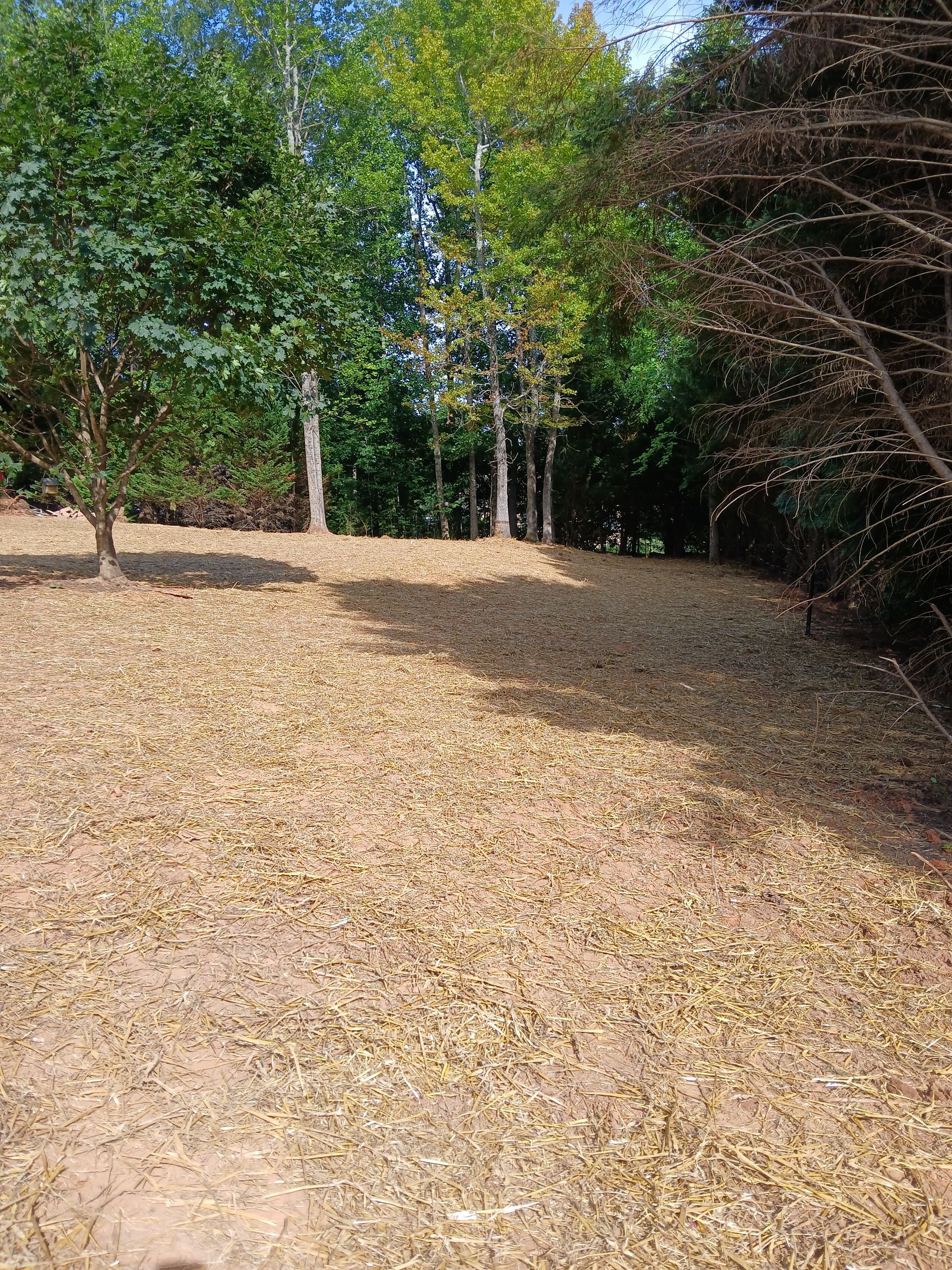 A dirt field with trees in the background and a lot of leaves on the ground.