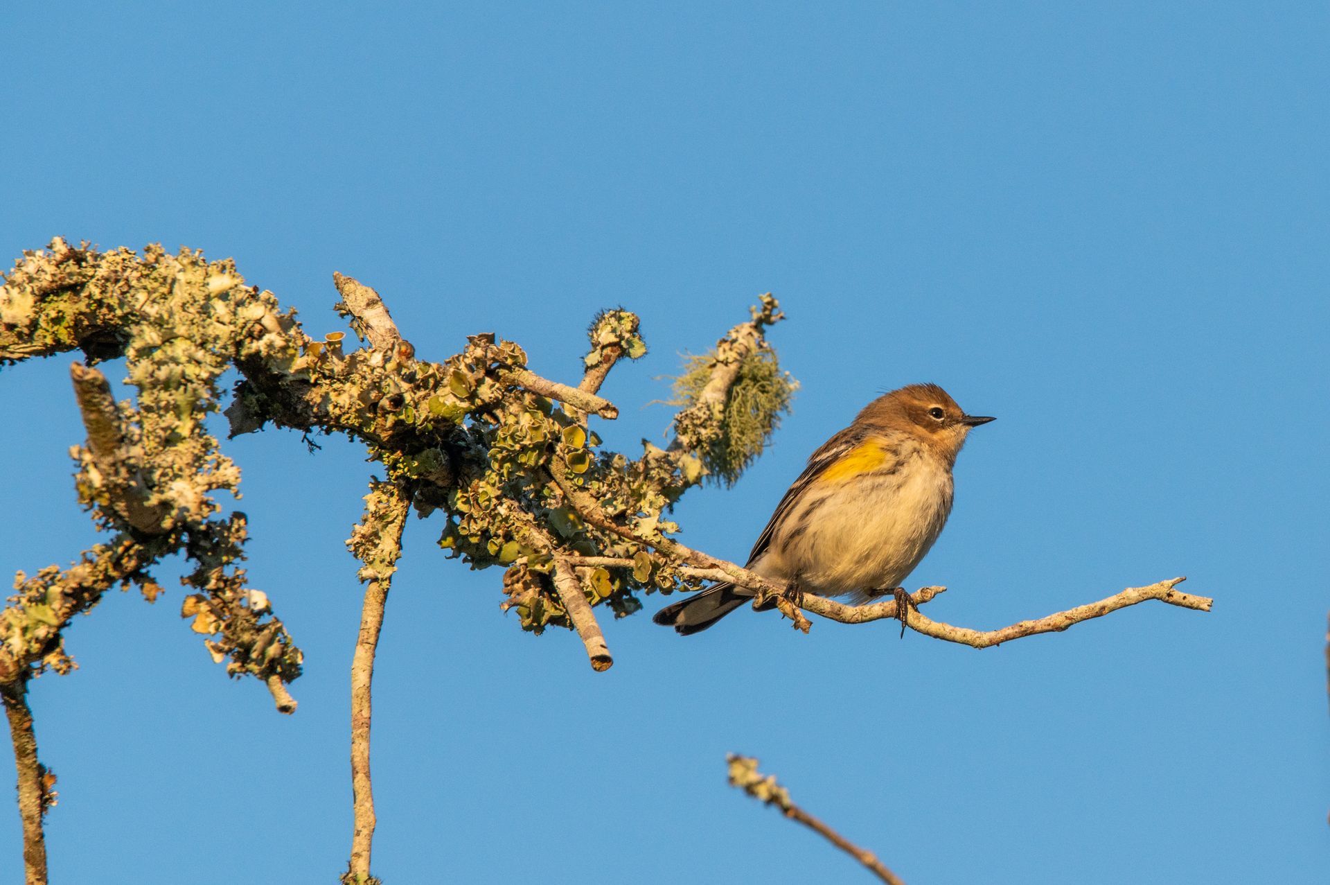 Yellow-rumped warbler perched on a lichen-covered branch against a clear blue sky.