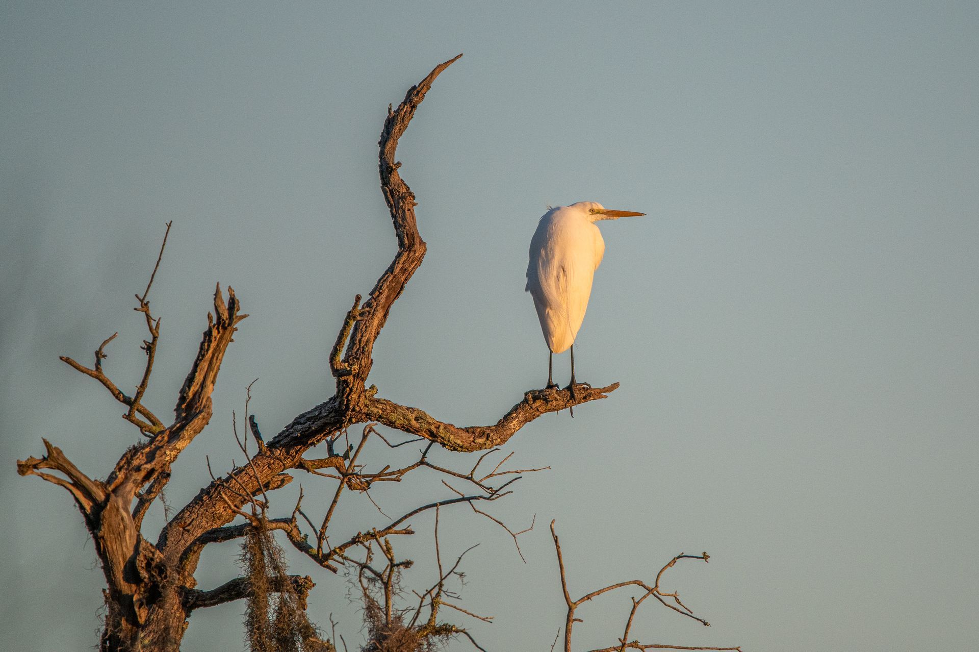 White egret perched on a bare, twisted tree branch against a pale blue sky.