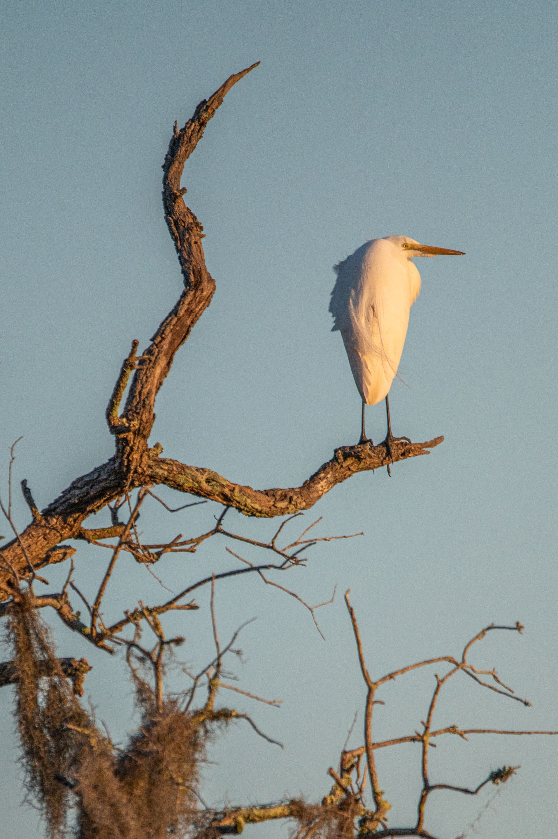 White egret perched on a weathered tree branch against a blue sky.