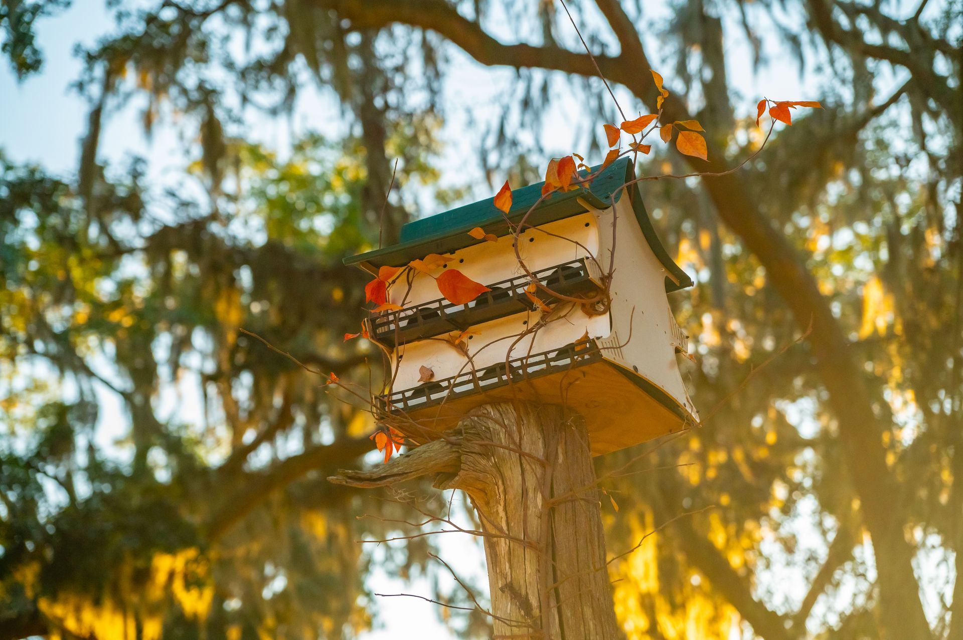Birdhouse with red decorative birds, mounted on a wooden post, amidst sunlit tree branches.
