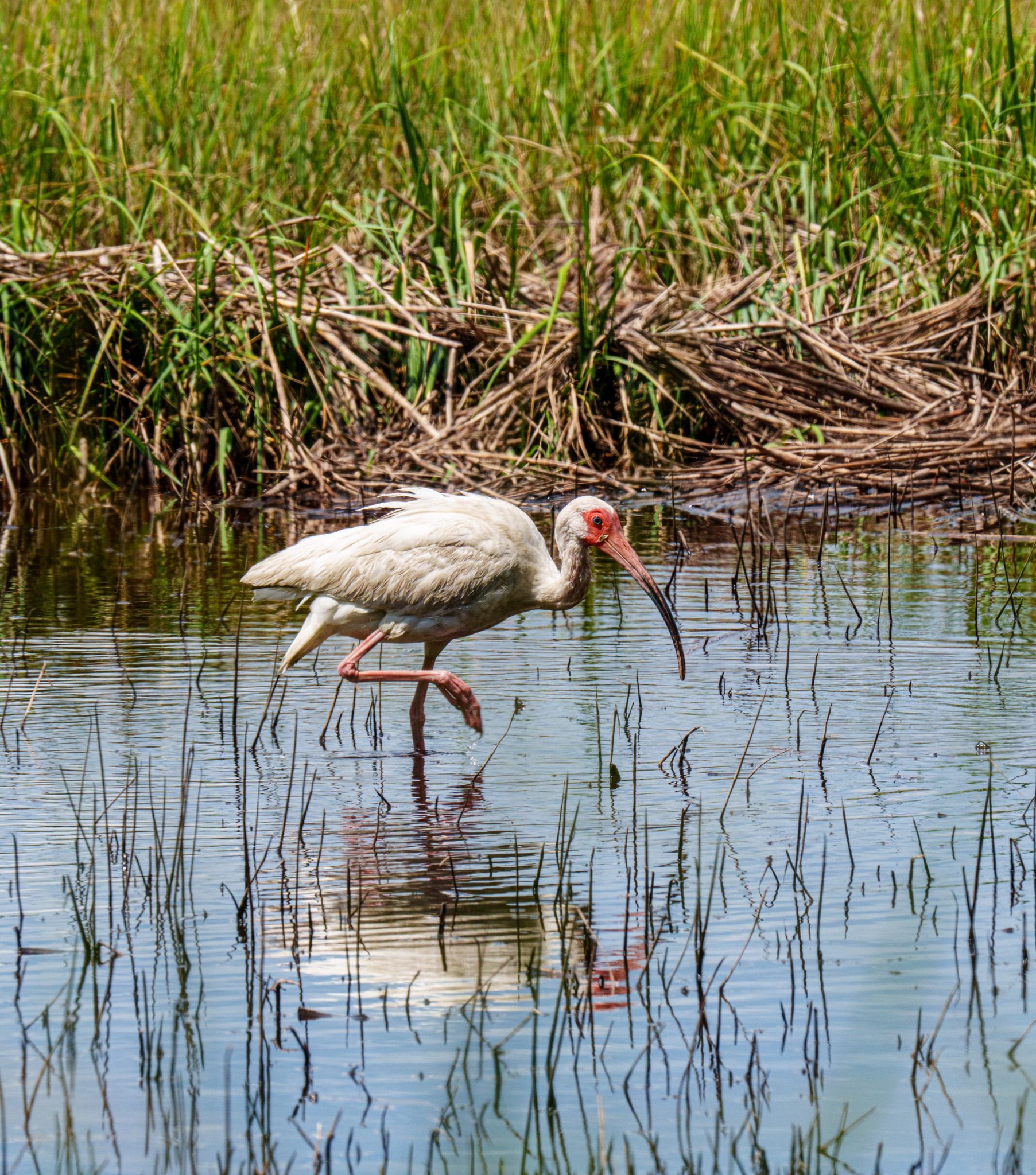 White ibis wading in shallow water, red beak and legs, marsh background.