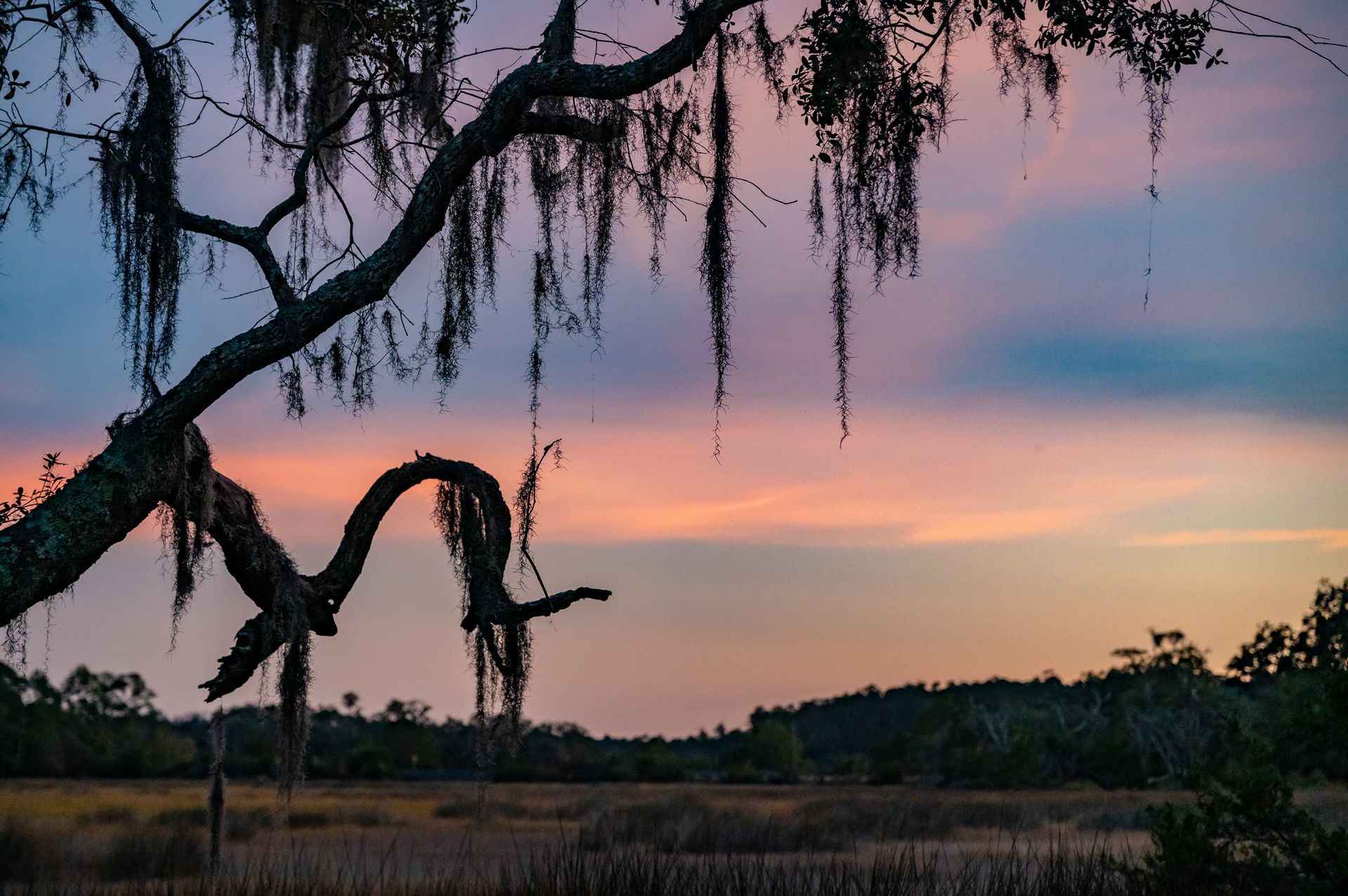 Sunset over a marsh. Tree branch with hanging moss against colorful sky; muted pinks and blues.