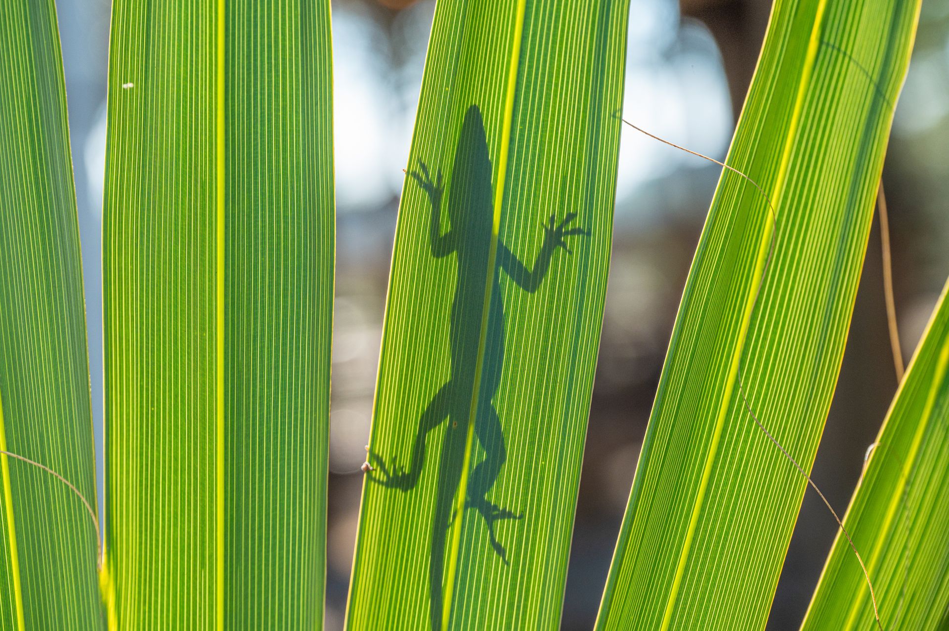 Shadow of a lizard on a bright green palm leaf.