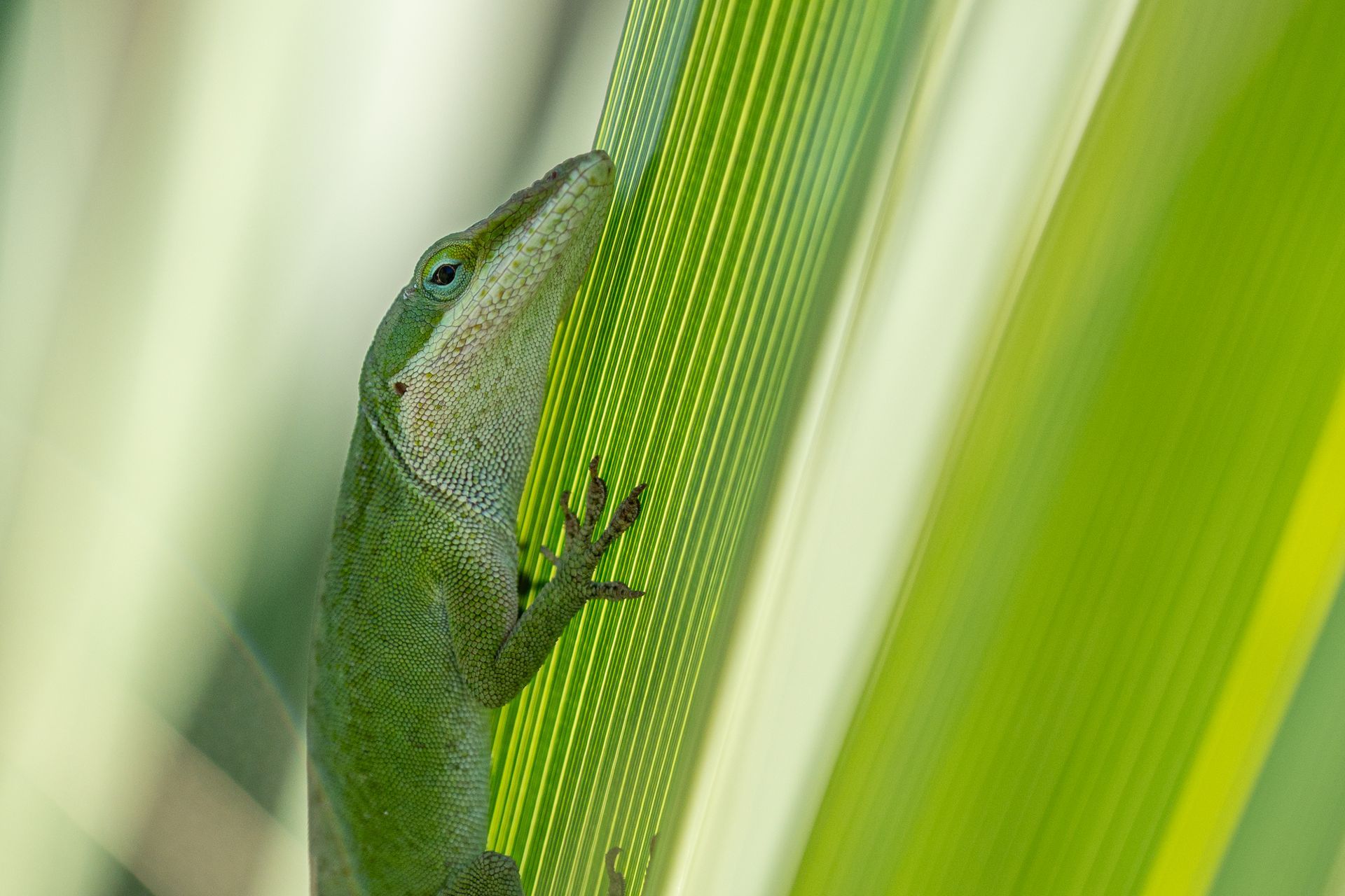 Green anole lizard clinging to a bright green leaf.