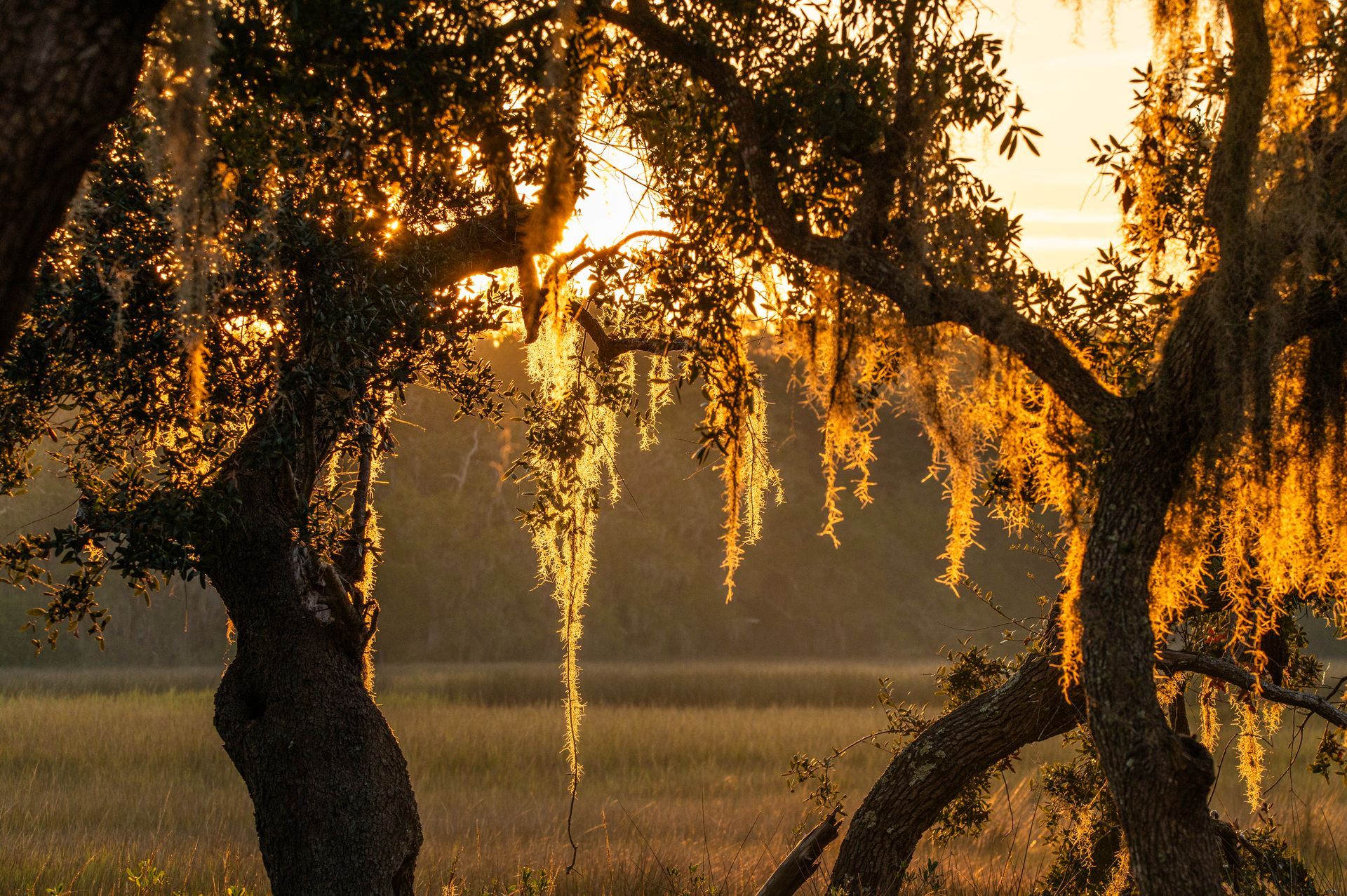 Golden sunset through oak trees draped with Spanish moss.