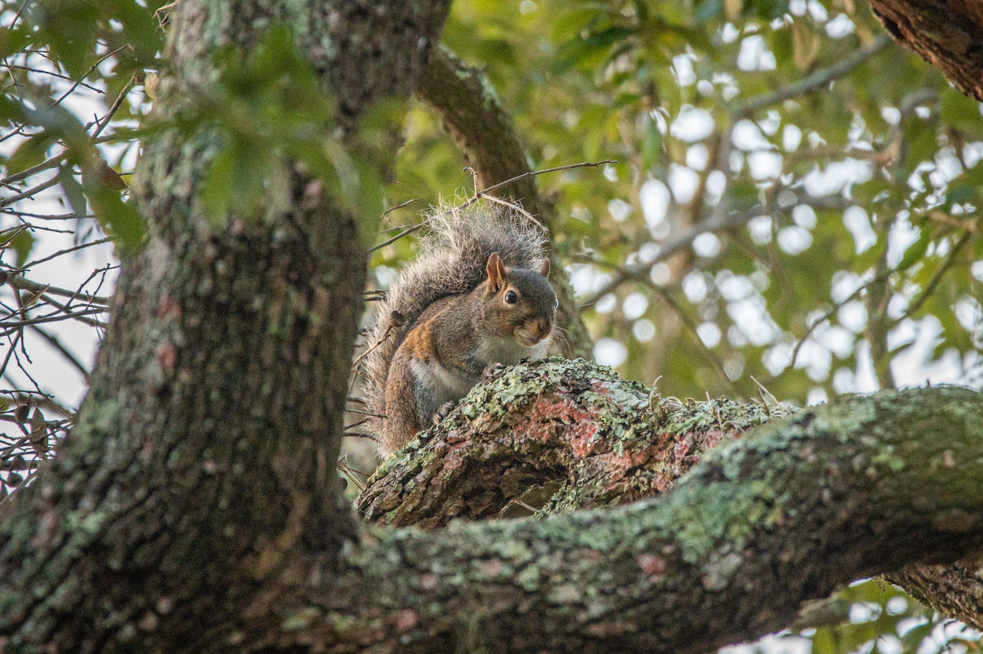 Gray squirrel perched on a lichen-covered tree branch among green leaves.