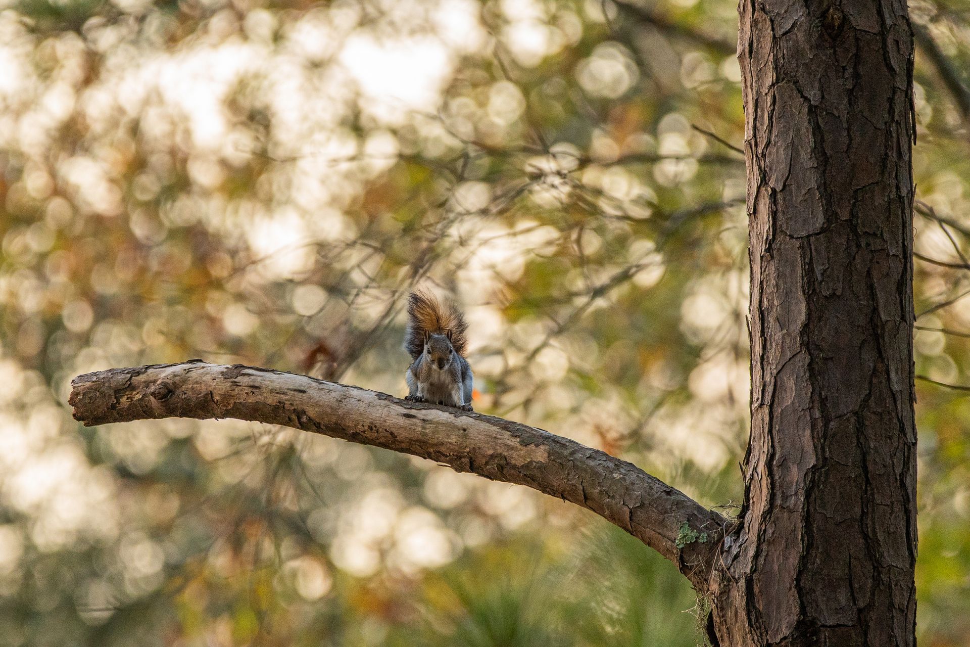 Bird perched on a tree branch, with blurred background of foliage and soft sunlight.