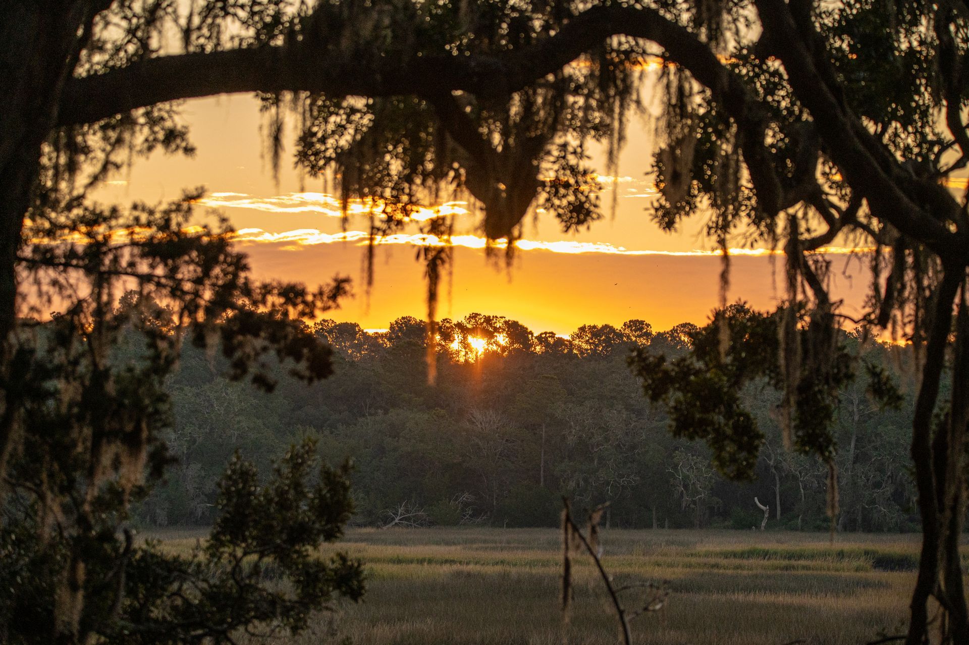 Sunset over a marsh, framed by trees with Spanish moss. Orange sky, silhouette of trees.