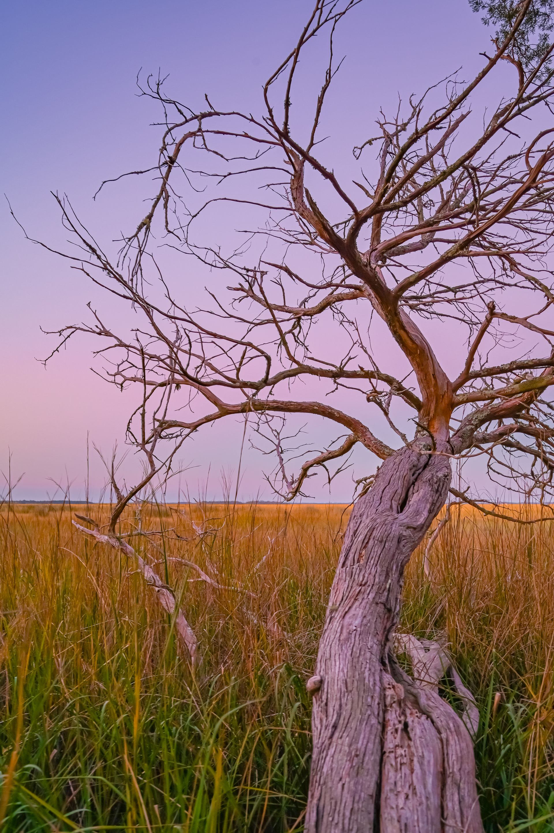 A weathered, bare tree against a field of golden grass and a pastel sky.