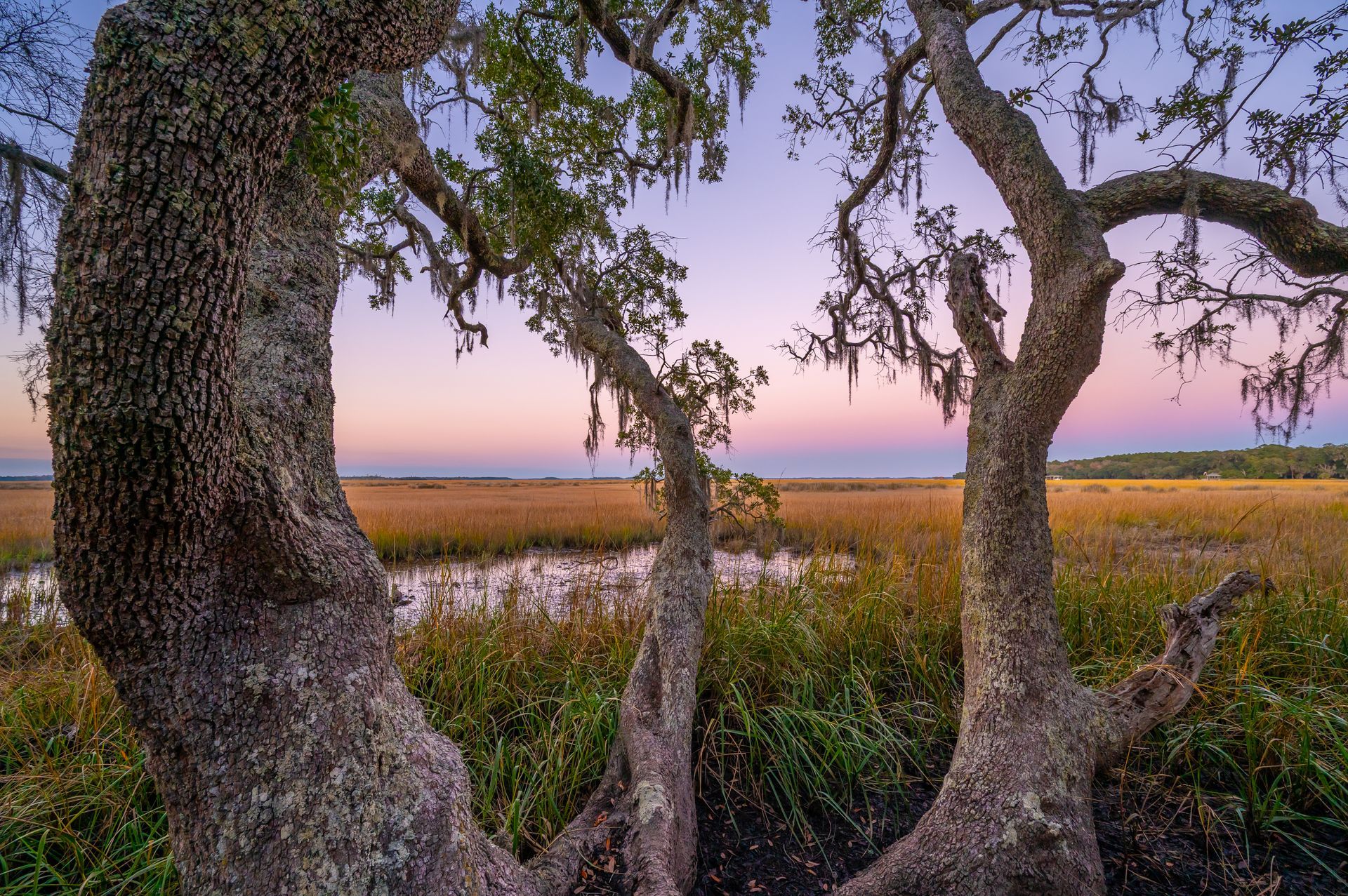 Trees frame a coastal marsh at dusk, with dusky pink and blue sky.