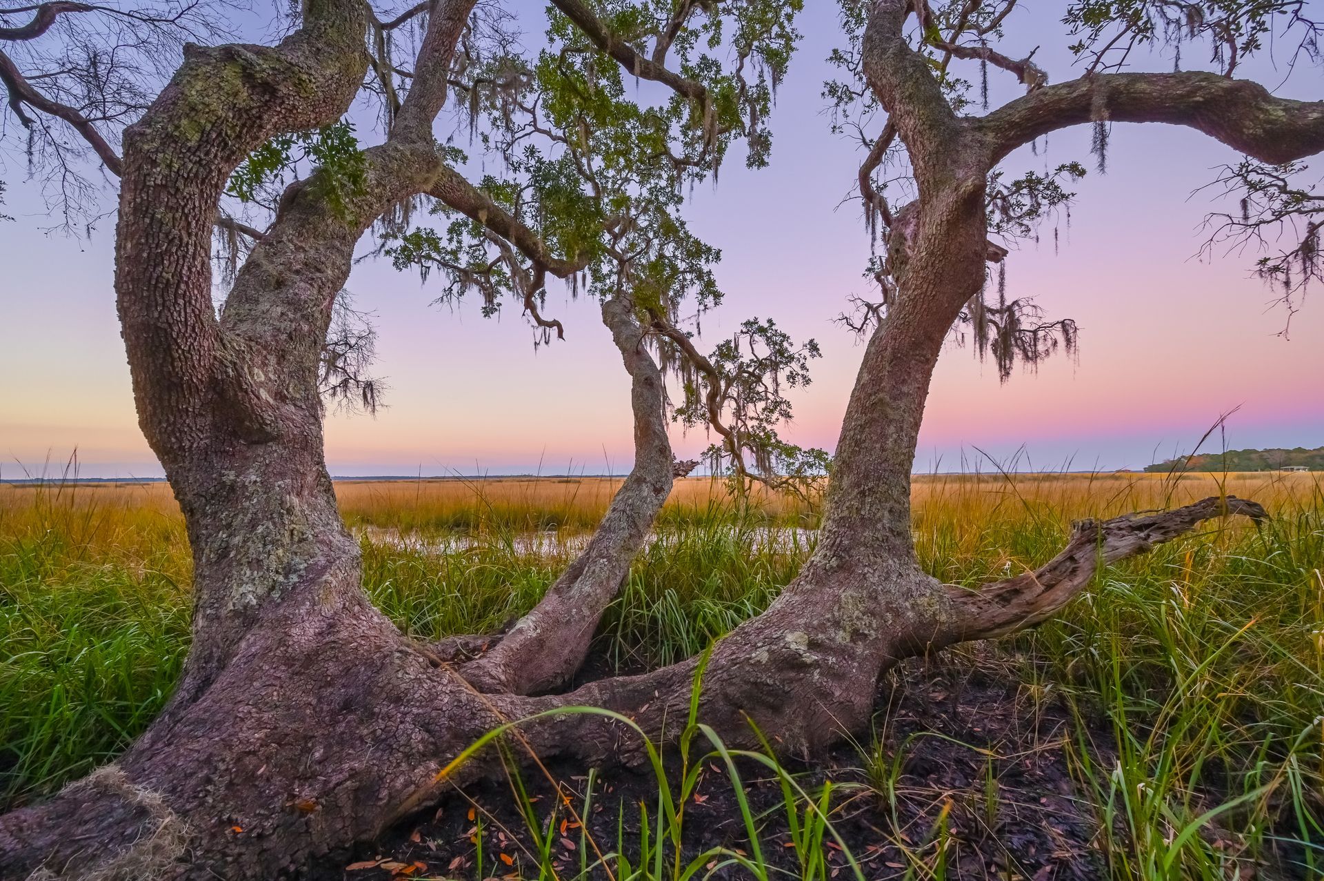 Gnarled tree with moss, framing a marsh and sunset sky with pastel colors.