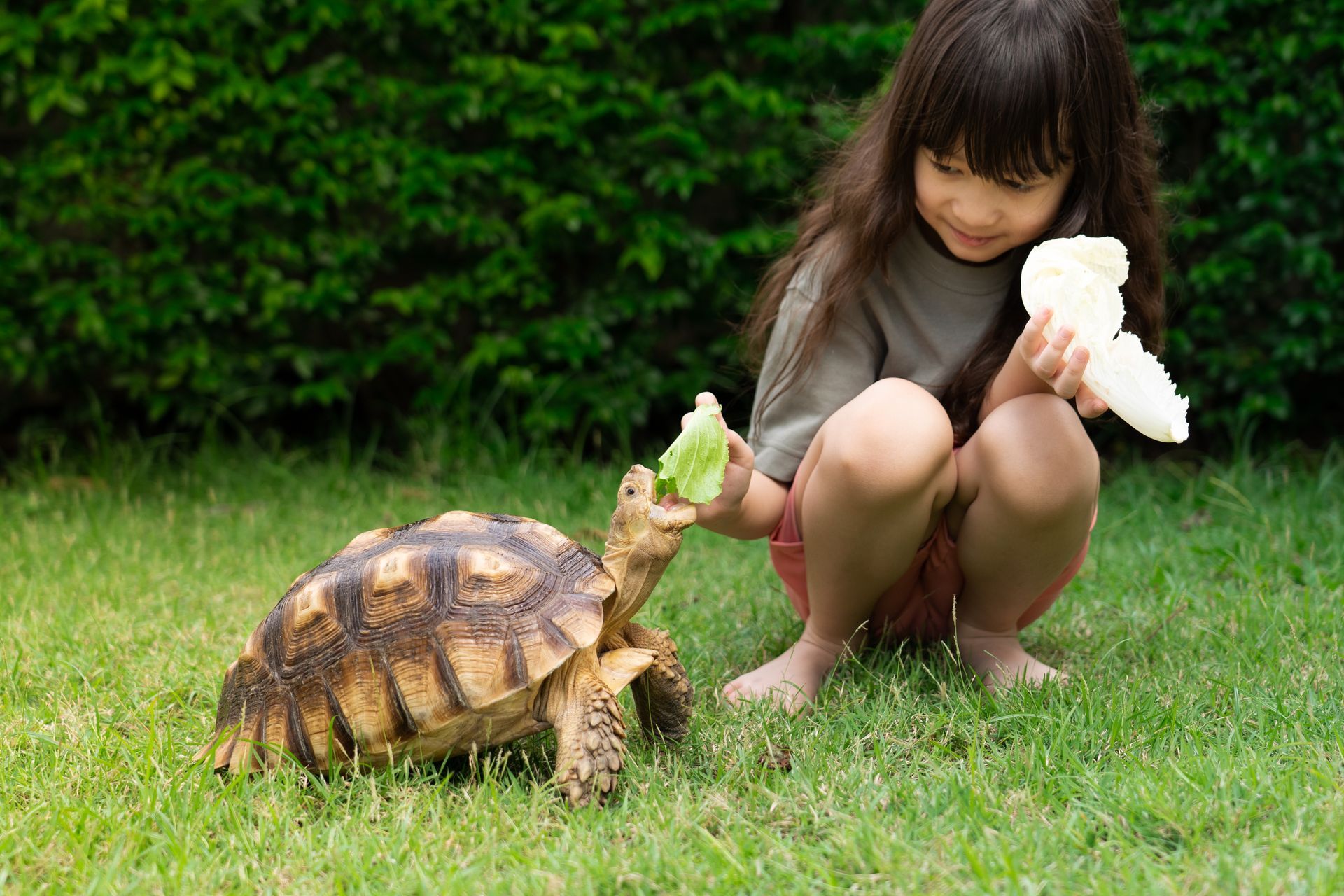 A little girl is feeding a turtle a piece of apple.