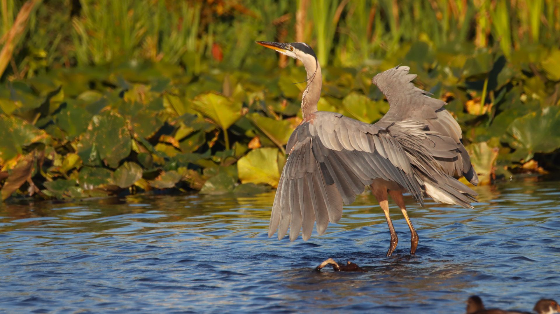 A bird is standing in the water with its wings spread.