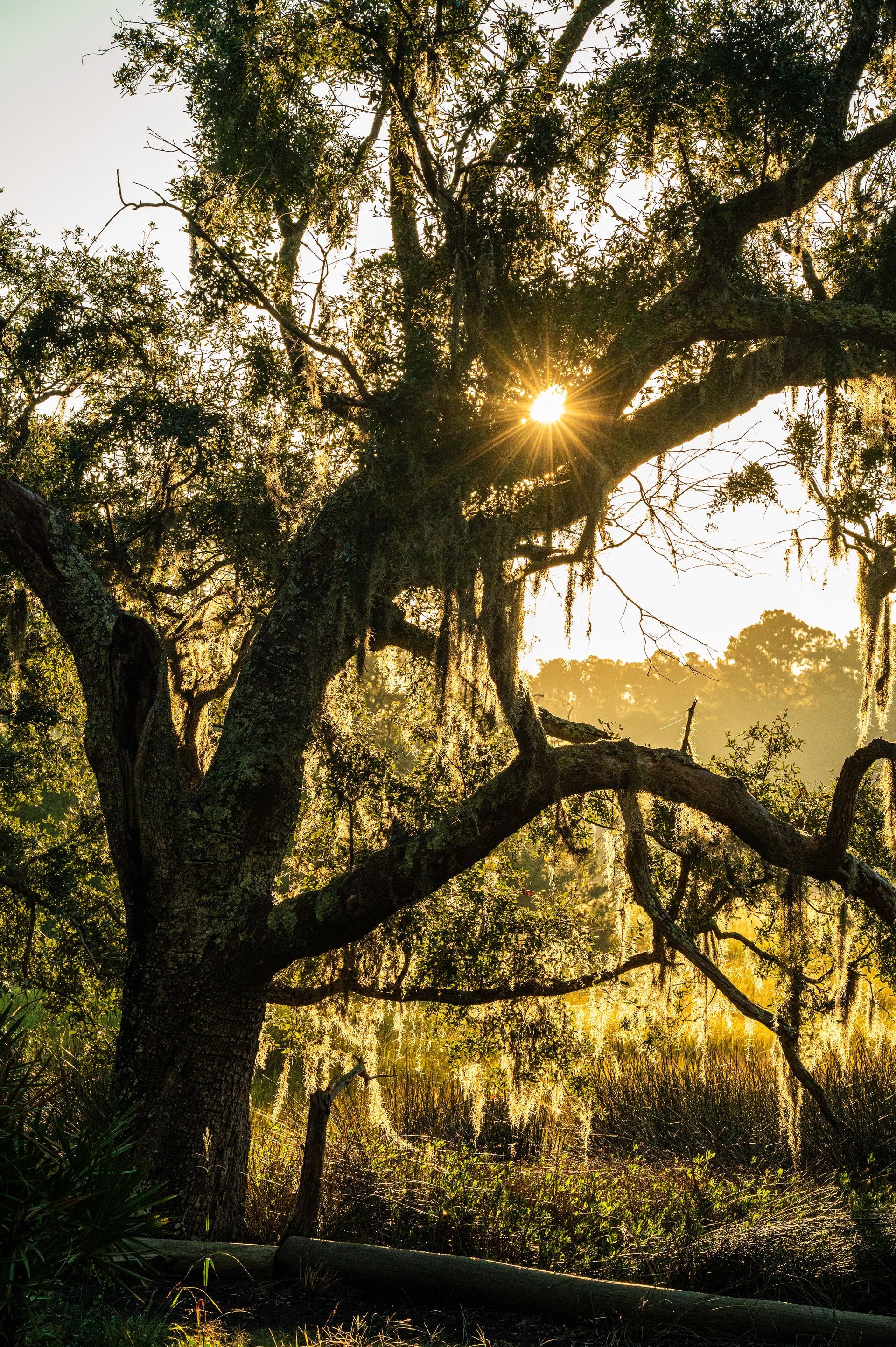 Treehouse, tent, campsite, campfire, nature, bird watching, retreat, vacation, resort, hotel, experience, family reunions