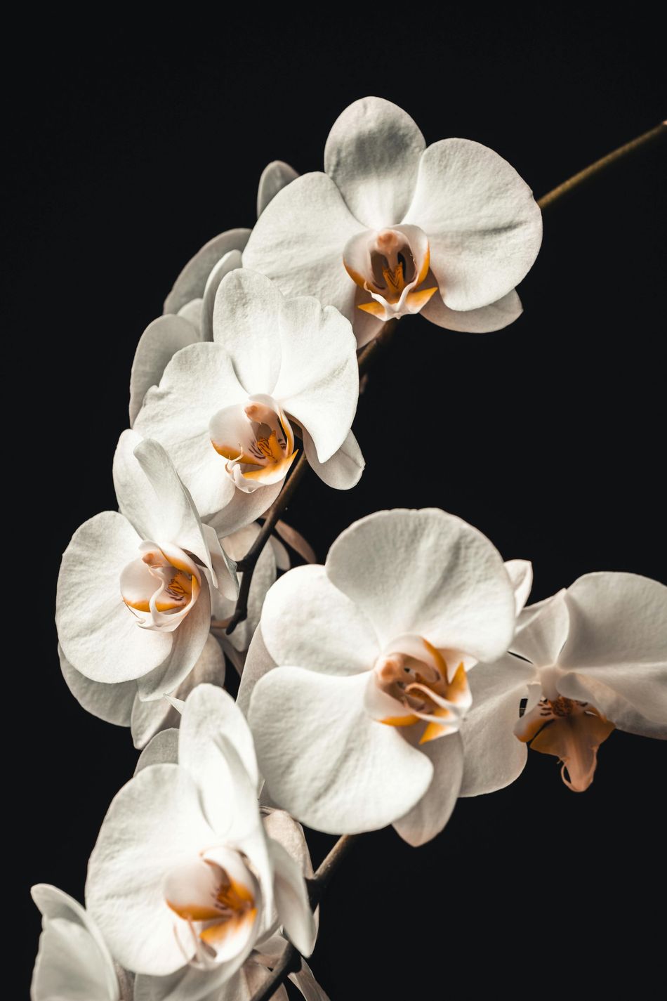 White orchids with yellow centers against a black background.
