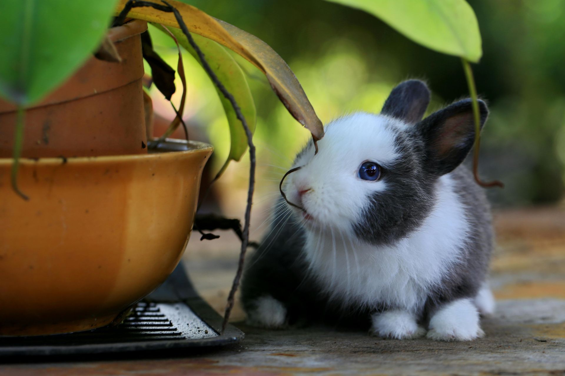 A small, gray and white bunny sits next to a yellow potted plant, looking up.