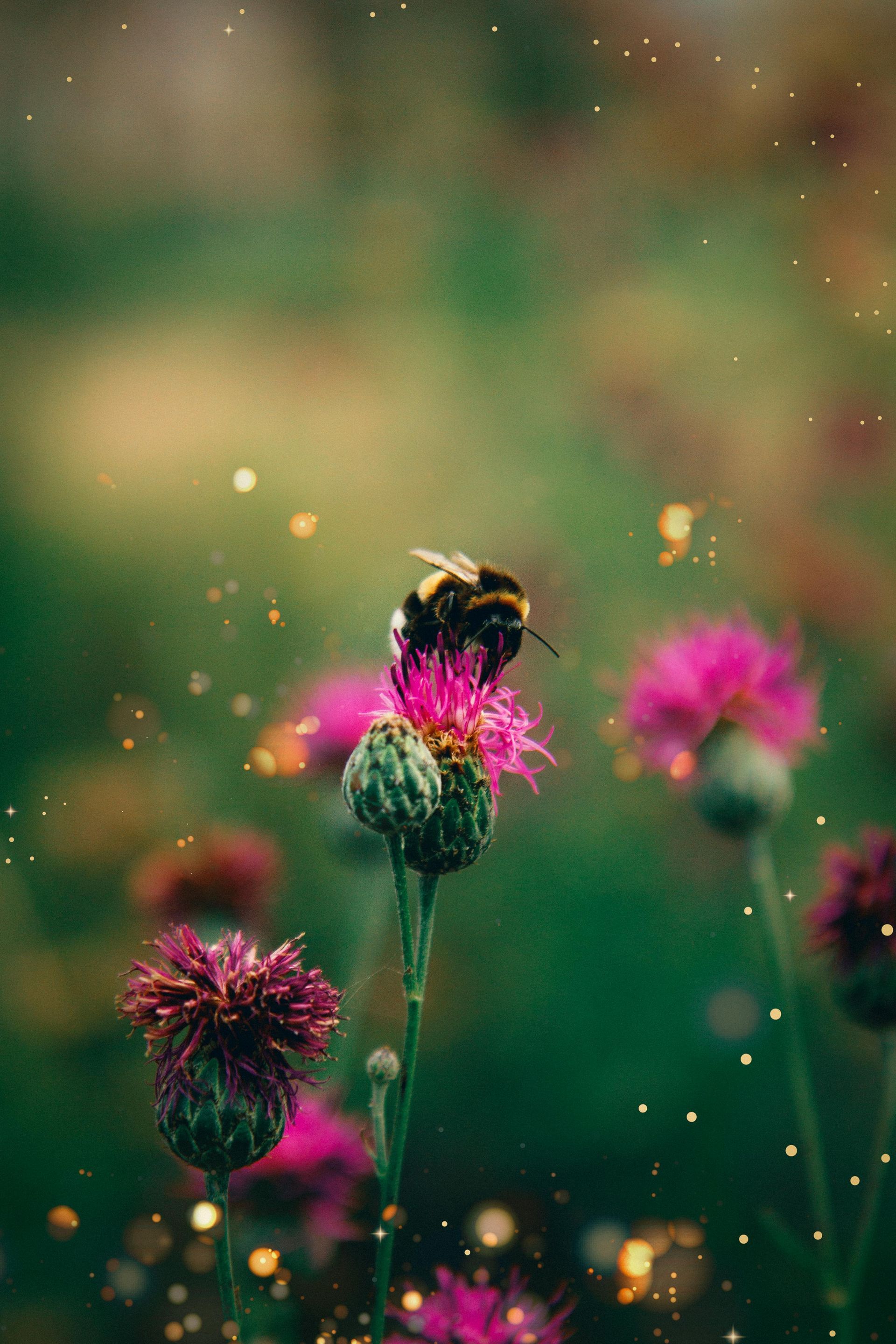 Bumblebee on a pink thistle flower in a field, with a blurred green background and scattered sparkles.