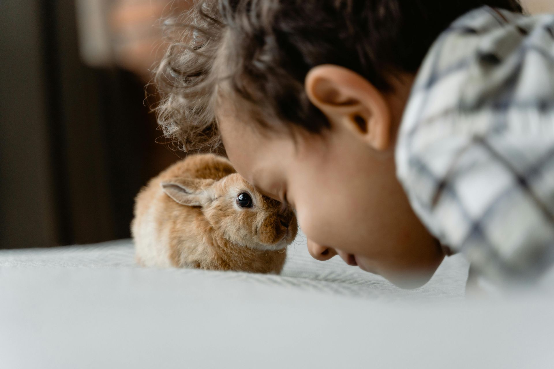 Child gazing at a small, tan bunny on a white surface, faces close together.