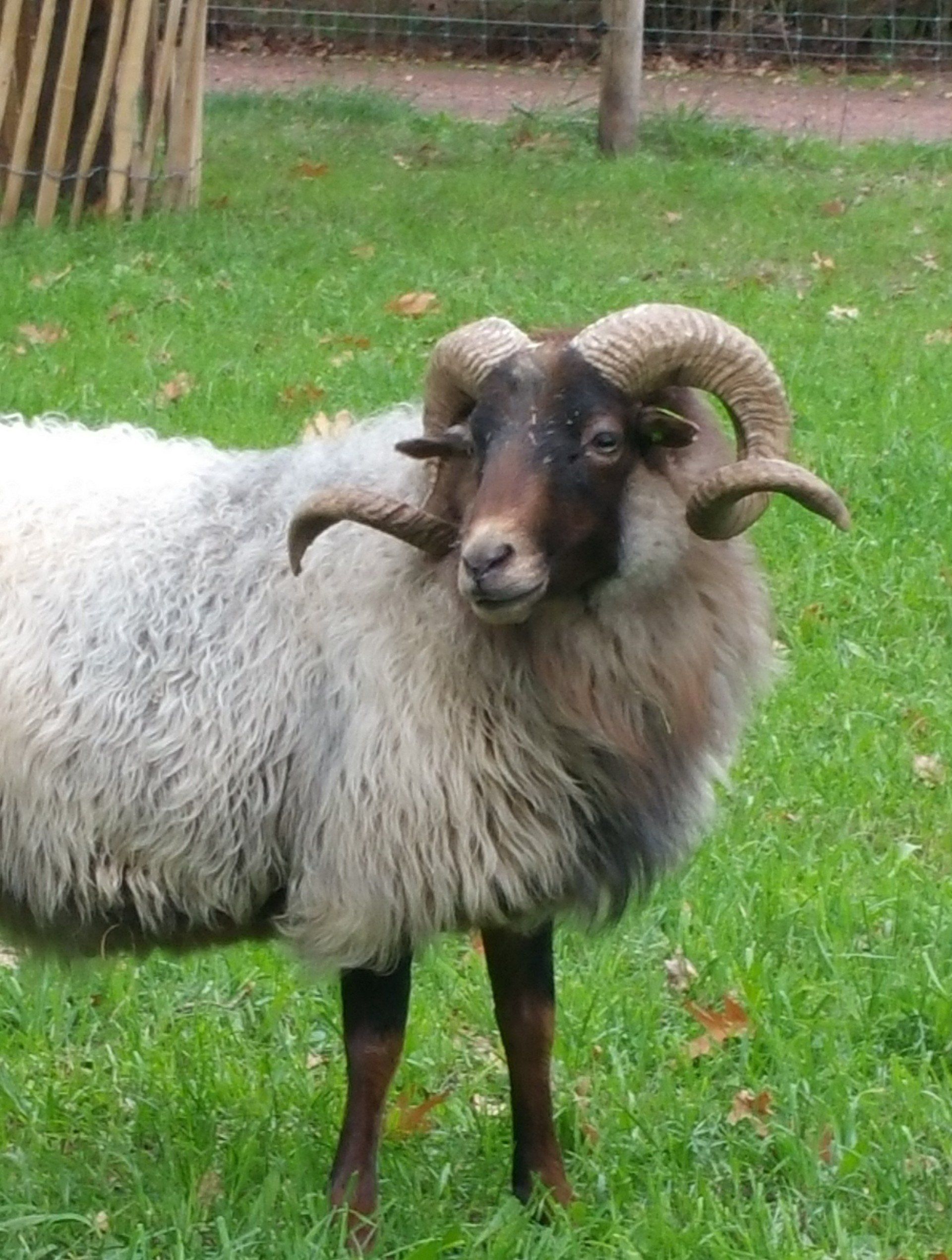 Drents heideschaap Drents heideschaap