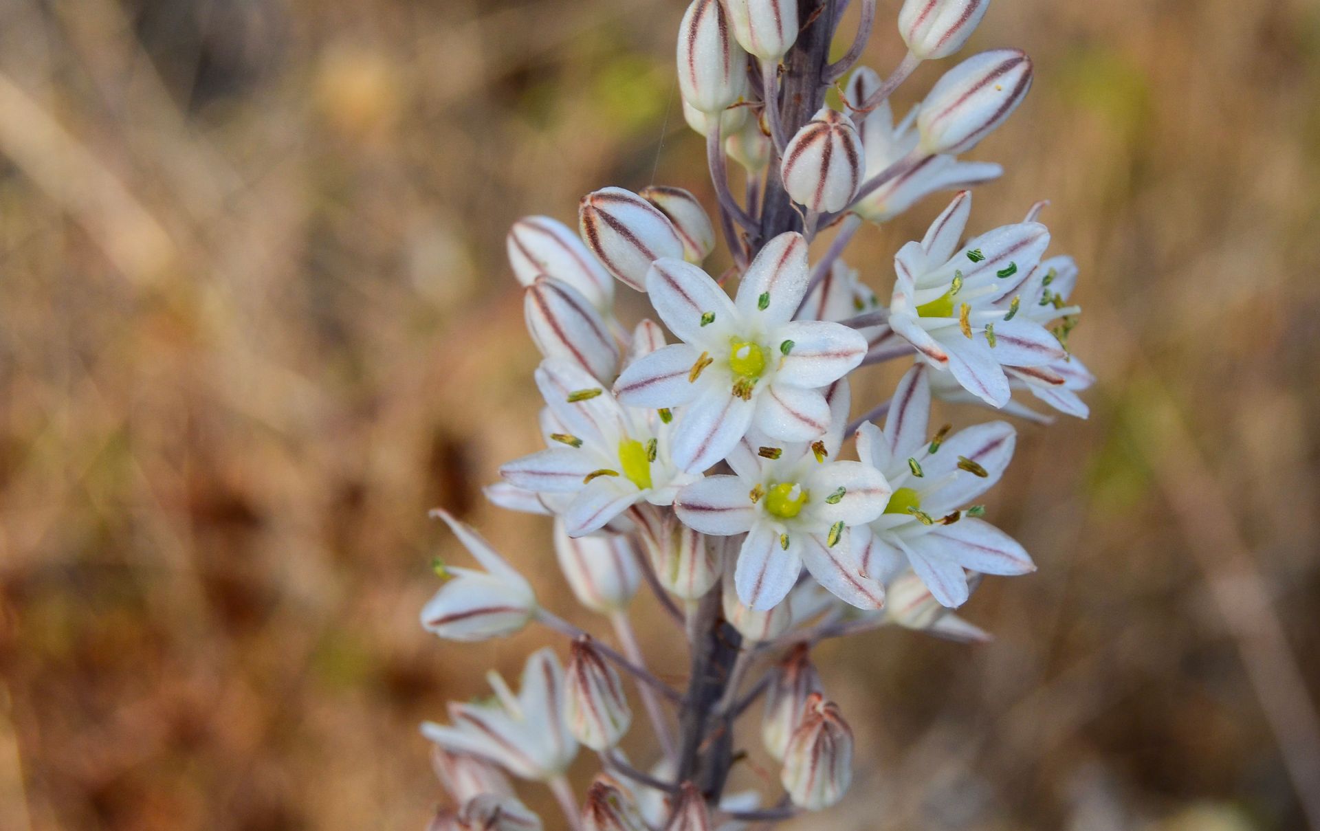 Flores de cebola albarrã (drimia maritima)